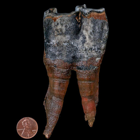 4.5" Woolly Rhinoceros Fossil Rooted Tooth Pleistocene Age Megafauna Russia COA - Fossil Age Minerals