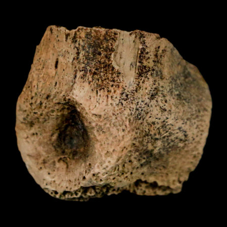 0.9" Dromaeosaurus Raptor Fossil Toe Bone Cretaceous Dinosaur Hell Creek MT COA