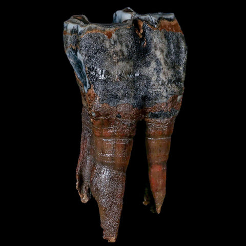 4.5" Woolly Rhinoceros Fossil Rooted Tooth Pleistocene Age Megafauna Russia COA - Fossil Age Minerals