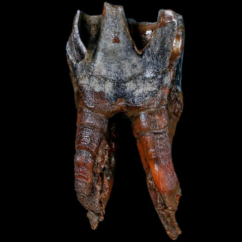 4.5" Woolly Rhinoceros Fossil Rooted Tooth Pleistocene Age Megafauna Russia COA - Fossil Age Minerals