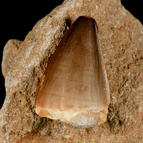 1.4" Mosasaur Prognathodon Fossil Tooth In Matrix Cretaceous Dinosaur Era COA - Fossil Age Minerals