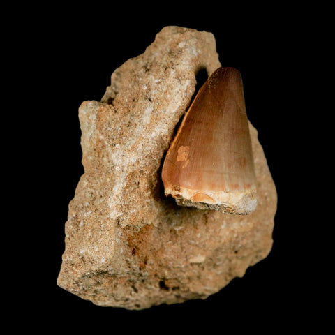 1.4" Mosasaur Prognathodon Fossil Tooth In Matrix Cretaceous Dinosaur Era COA - Fossil Age Minerals
