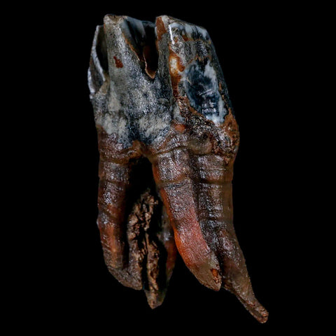 4.5" Woolly Rhinoceros Fossil Rooted Tooth Pleistocene Age Megafauna Russia COA - Fossil Age Minerals