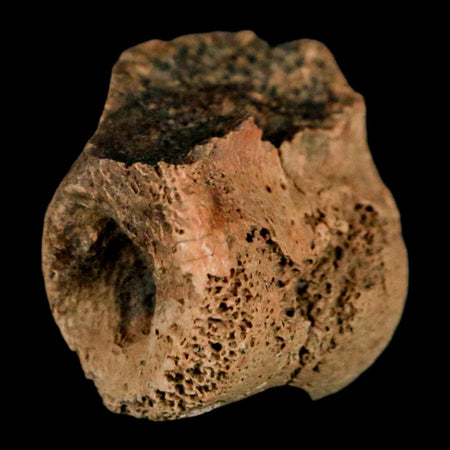 0.9" Dromaeosaurus Raptor Fossil Toe Bone Cretaceous Dinosaur Hell Creek MT COA