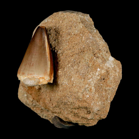 1.4" Mosasaur Prognathodon Fossil Tooth In Matrix Cretaceous Dinosaur Era COA - Fossil Age Minerals