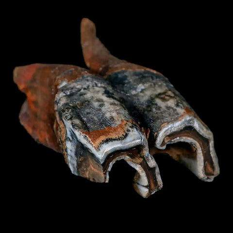 4.5" Woolly Rhinoceros Fossil Rooted Tooth Pleistocene Age Megafauna Russia COA - Fossil Age Minerals