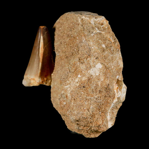 1.4" Mosasaur Prognathodon Fossil Tooth In Matrix Cretaceous Dinosaur Era COA - Fossil Age Minerals