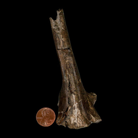 4.7" Hypacrosaurus Dinosaur Fossil Vertebrae Process Two Medicine FM MT COA - Fossil Age Minerals