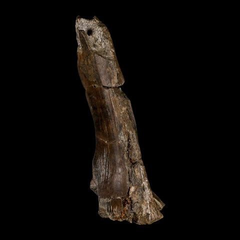 4.7" Hypacrosaurus Dinosaur Fossil Vertebrae Process Two Medicine FM MT COA - Fossil Age Minerals