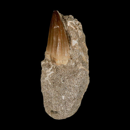 1.6" Mosasaur Baugei Fossil Tooth In Matrix Cretaceous Dinosaur Era COA