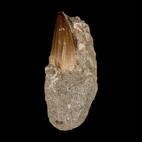 1.6" Mosasaur Baugei Fossil Tooth In Matrix Cretaceous Dinosaur Era COA - Fossil Age Minerals