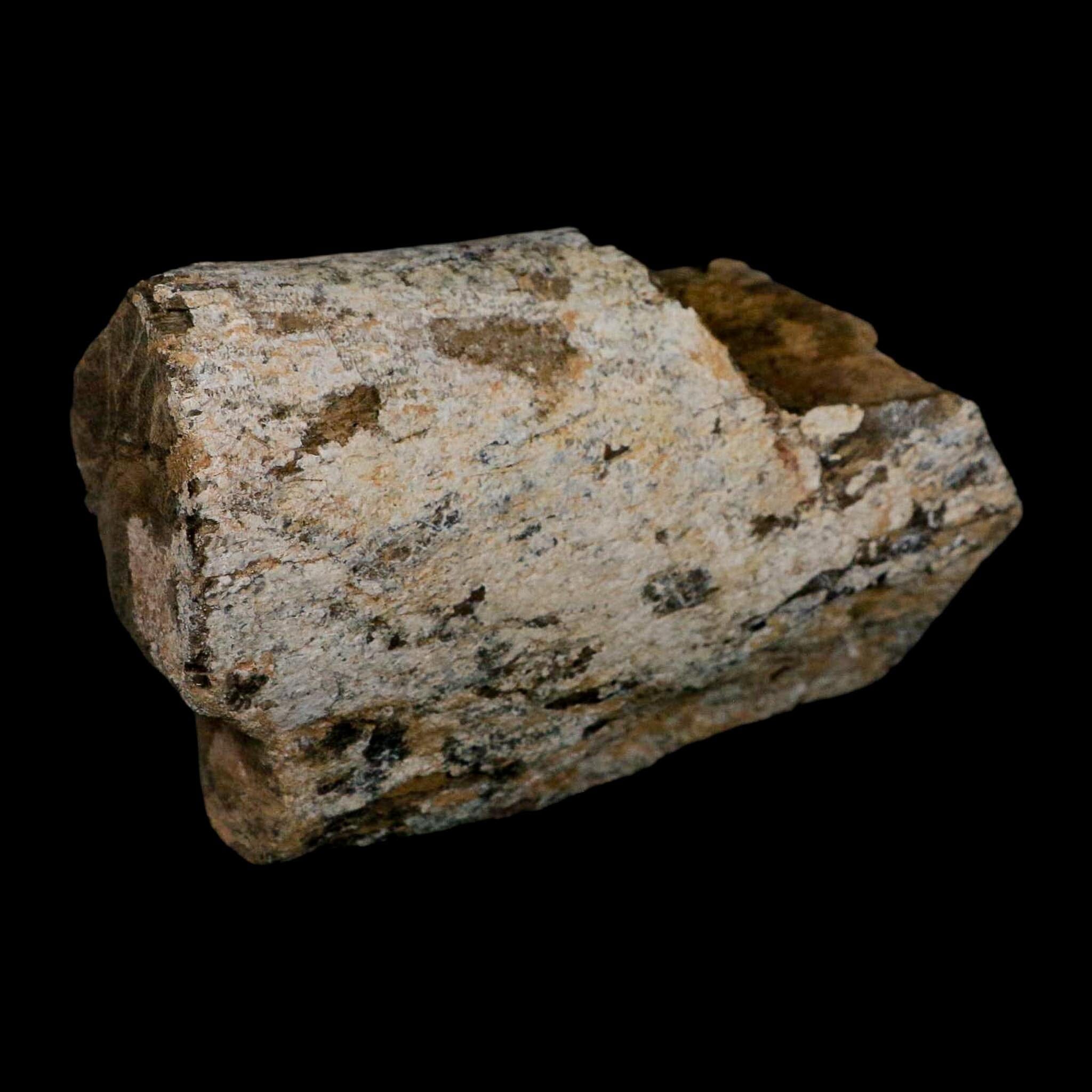 5.4" Camarasaurus Dinosaur Fossil Limb Bone Morrison FM CO Jurassic Age COA Stand - Fossil Age Minerals
