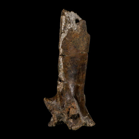 4.7" Hypacrosaurus Dinosaur Fossil Vertebrae Process Two Medicine FM MT COA - Fossil Age Minerals