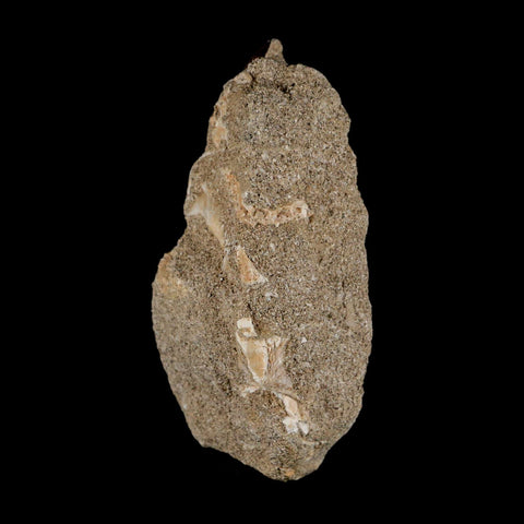 1.6" Mosasaur Baugei Fossil Tooth In Matrix Cretaceous Dinosaur Era COA - Fossil Age Minerals