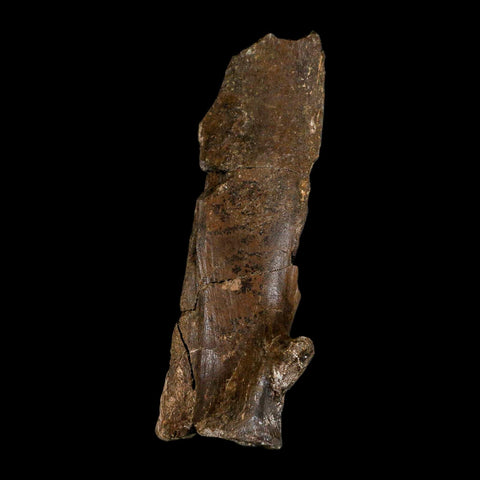 4.7" Hypacrosaurus Dinosaur Fossil Vertebrae Process Two Medicine FM MT COA - Fossil Age Minerals