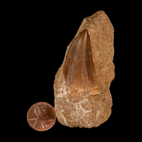 1.5" Tylosaurus Mosasaur Fossil Tooth In Matrix Upper Cretaceous Dinosaur Era COA - Fossil Age Minerals