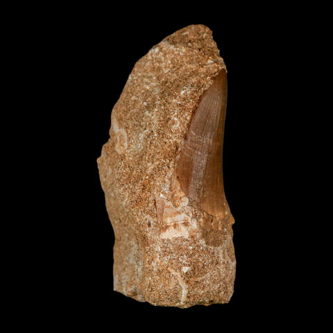 1.5" Tylosaurus Mosasaur Fossil Tooth In Matrix Upper Cretaceous Dinosaur Era COA - Fossil Age Minerals