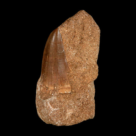 1.5" Tylosaurus Mosasaur Fossil Tooth In Matrix Upper Cretaceous Dinosaur Era COA - Fossil Age Minerals