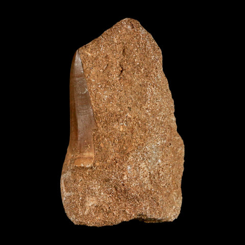 1.5" Tylosaurus Mosasaur Fossil Tooth In Matrix Upper Cretaceous Dinosaur Era COA - Fossil Age Minerals