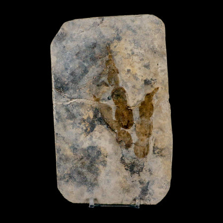 4.1" Grallator Variabilis Dinosaurs Track Foot Print Jurassic Age France COA, Stand