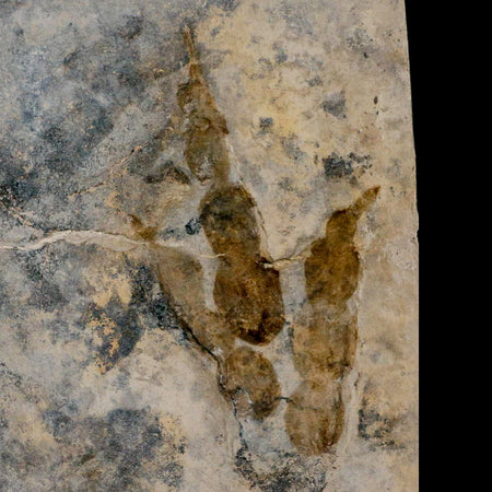 4.1" Grallator Variabilis Dinosaurs Track Foot Print Jurassic Age France COA, Stand