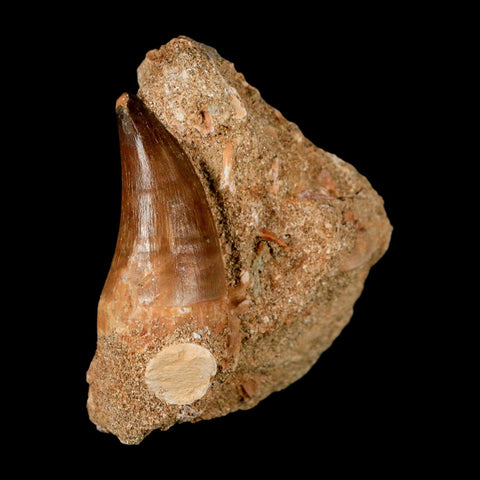 1.6" Mosasaur Prognathodon Fossil Tooth In Matrix Cretaceous Dinosaur Era COA - Fossil Age Minerals