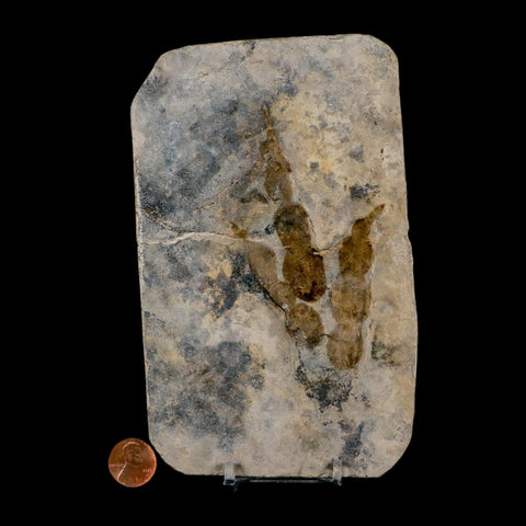 4.1" Grallator Variabilis Dinosaurs Track Foot Print Jurassic Age France COA, Stand - Fossil Age Minerals