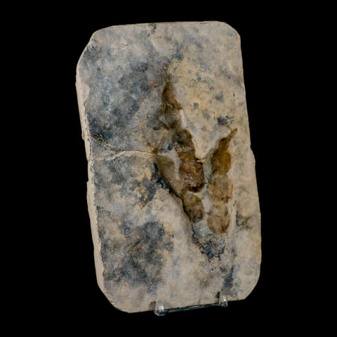 4.1" Grallator Variabilis Dinosaurs Track Foot Print Jurassic Age France COA, Stand - Fossil Age Minerals