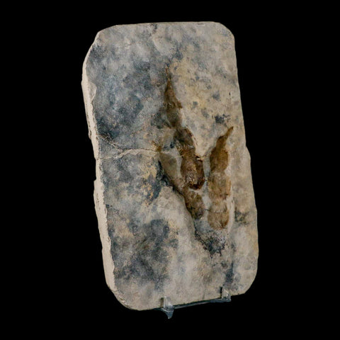 4.1" Grallator Variabilis Dinosaurs Track Foot Print Jurassic Age France COA, Stand - Fossil Age Minerals
