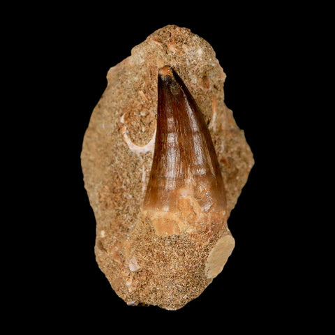 1.6" Mosasaur Prognathodon Fossil Tooth In Matrix Cretaceous Dinosaur Era COA - Fossil Age Minerals