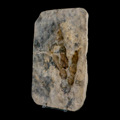 4.1" Grallator Variabilis Dinosaurs Track Foot Print Jurassic Age France COA, Stand - Fossil Age Minerals