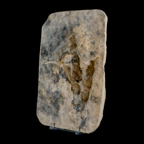 4.1" Grallator Variabilis Dinosaurs Track Foot Print Jurassic Age France COA, Stand - Fossil Age Minerals