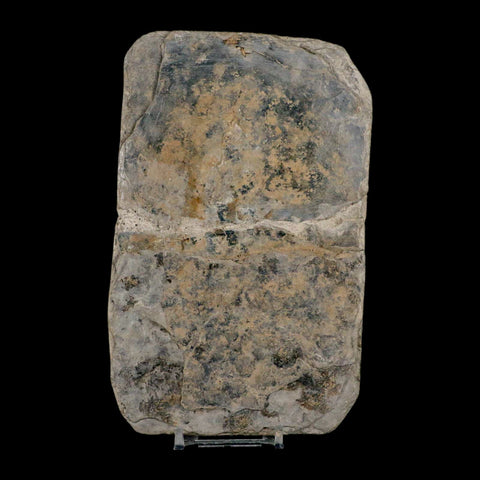 4.1" Grallator Variabilis Dinosaurs Track Foot Print Jurassic Age France COA, Stand - Fossil Age Minerals