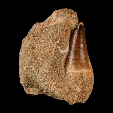 1.6" Mosasaur Prognathodon Fossil Tooth In Matrix Cretaceous Dinosaur Era COA - Fossil Age Minerals