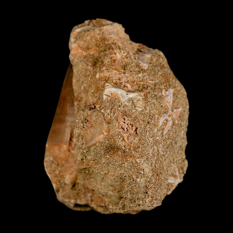 1.6" Mosasaur Prognathodon Fossil Tooth In Matrix Cretaceous Dinosaur Era COA - Fossil Age Minerals