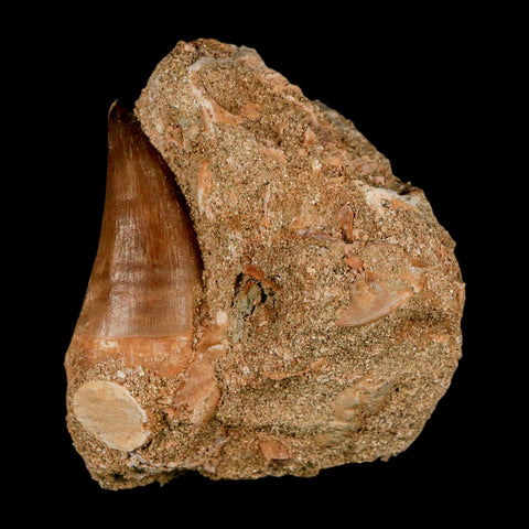 1.6" Mosasaur Prognathodon Fossil Tooth In Matrix Cretaceous Dinosaur Era COA - Fossil Age Minerals