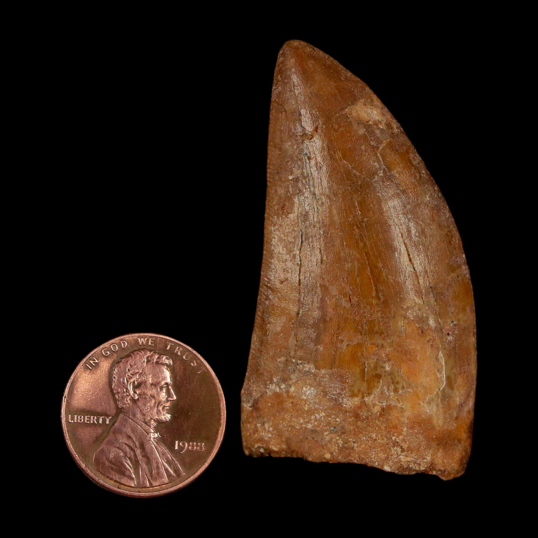 1.9" Carcharodontosaurus Fossil Tooth Cretaceous Dinosaur Morocco COA Stand - Fossil Age Minerals