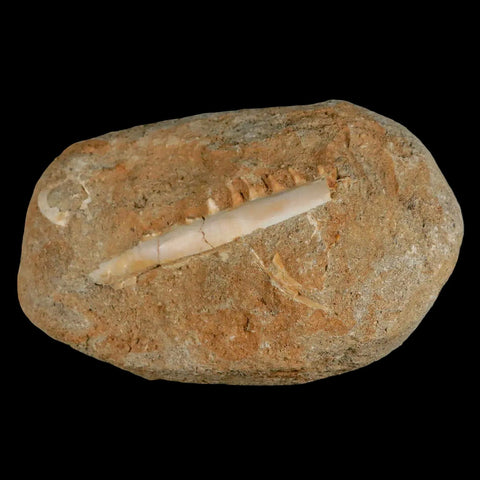 2.8" Saber Toothed Herring Fossil Tooth Jaw Section Enchodus Libycus Cretaceous Age - Fossil Age Minerals