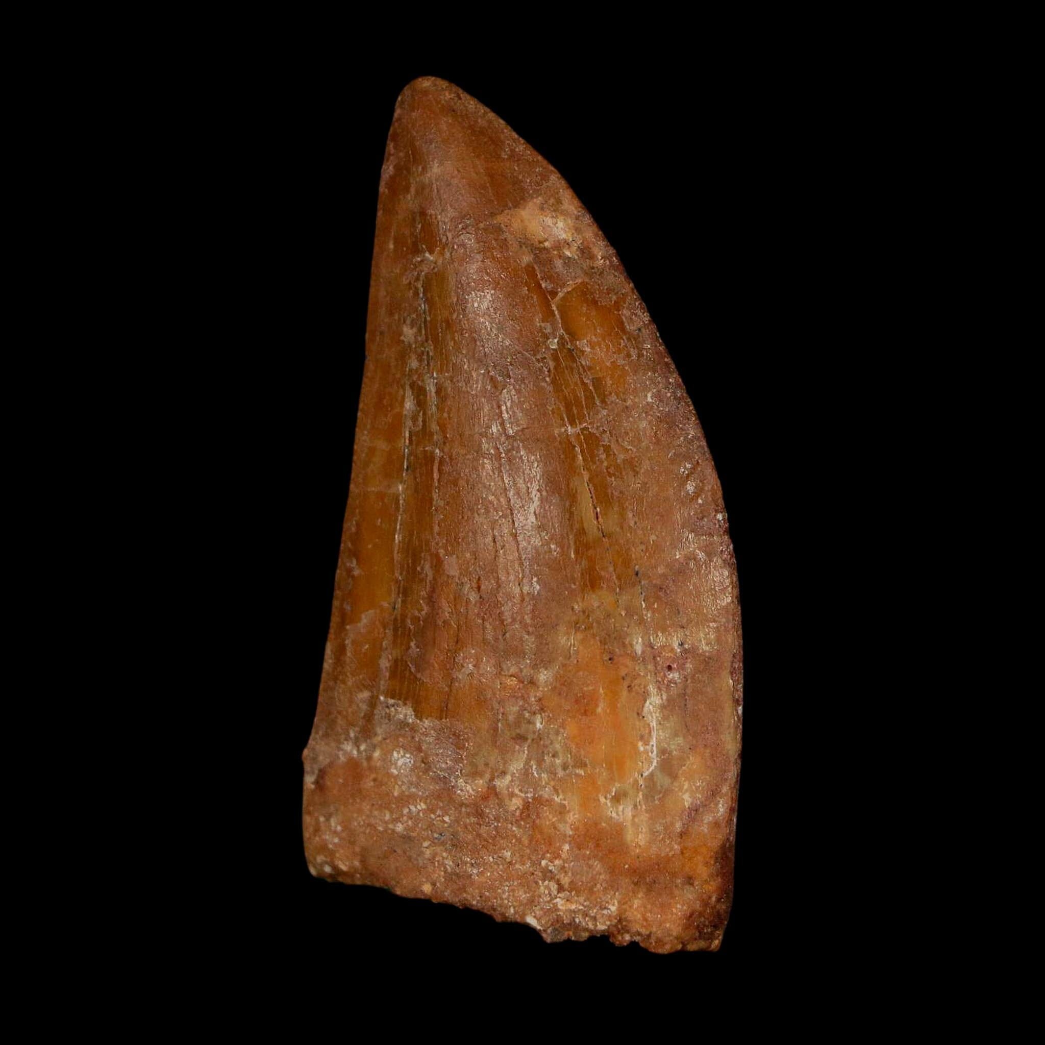 1.9" Carcharodontosaurus Fossil Tooth Cretaceous Dinosaur Morocco COA Stand - Fossil Age Minerals