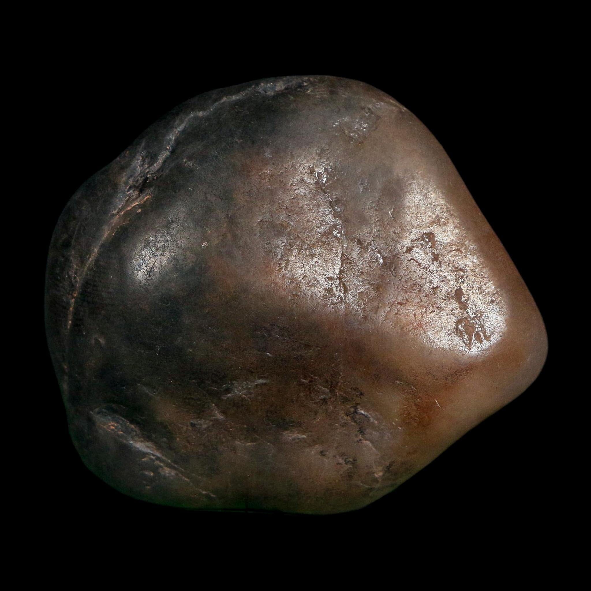 2.1" Sauropod Dinosaur Stomach Stone Gastrolith Rock Gizzard Stone COA - Fossil Age Minerals