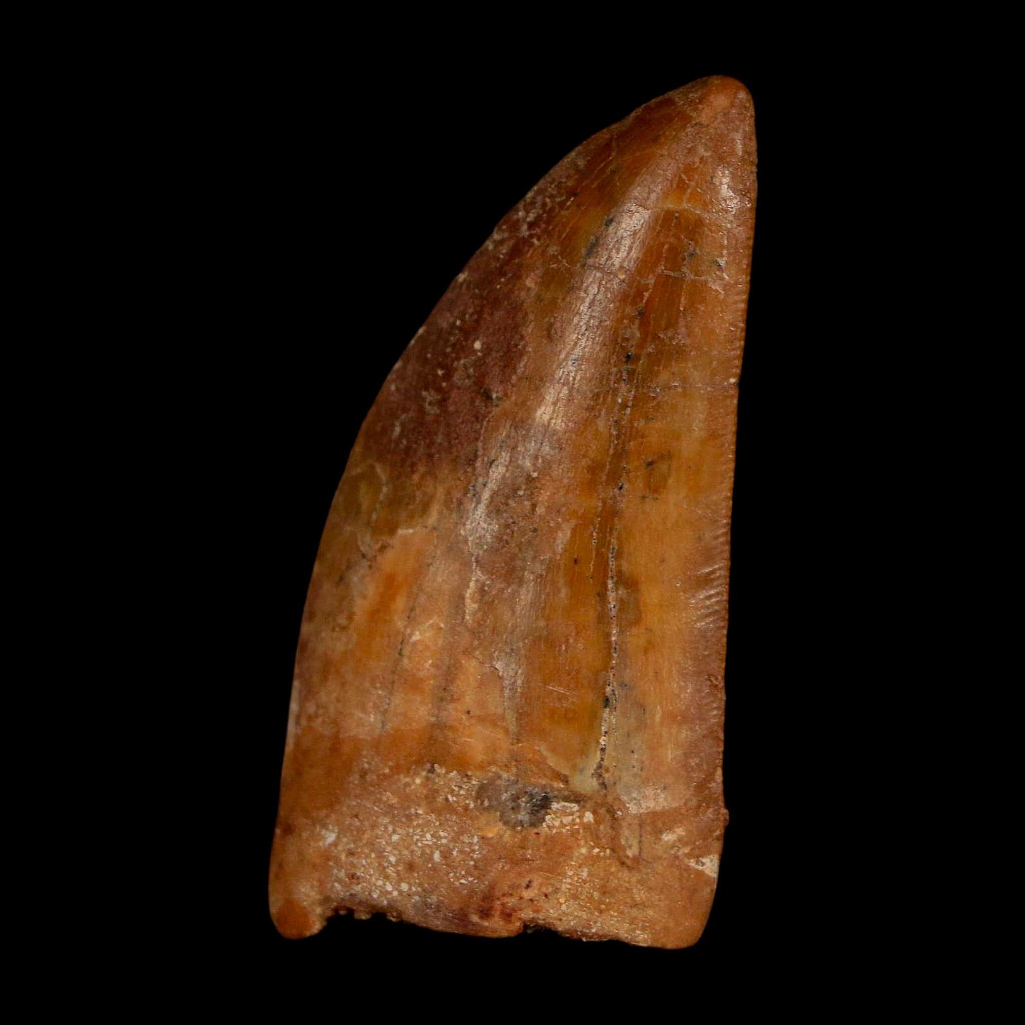 1.9" Carcharodontosaurus Fossil Tooth Cretaceous Dinosaur Morocco COA Stand - Fossil Age Minerals