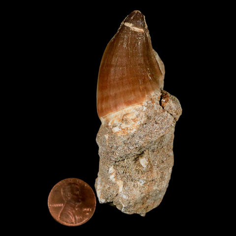 1.7" Mosasaur Prognathodon Fossil Tooth In Matrix Cretaceous Dinosaur Era COA - Fossil Age Minerals