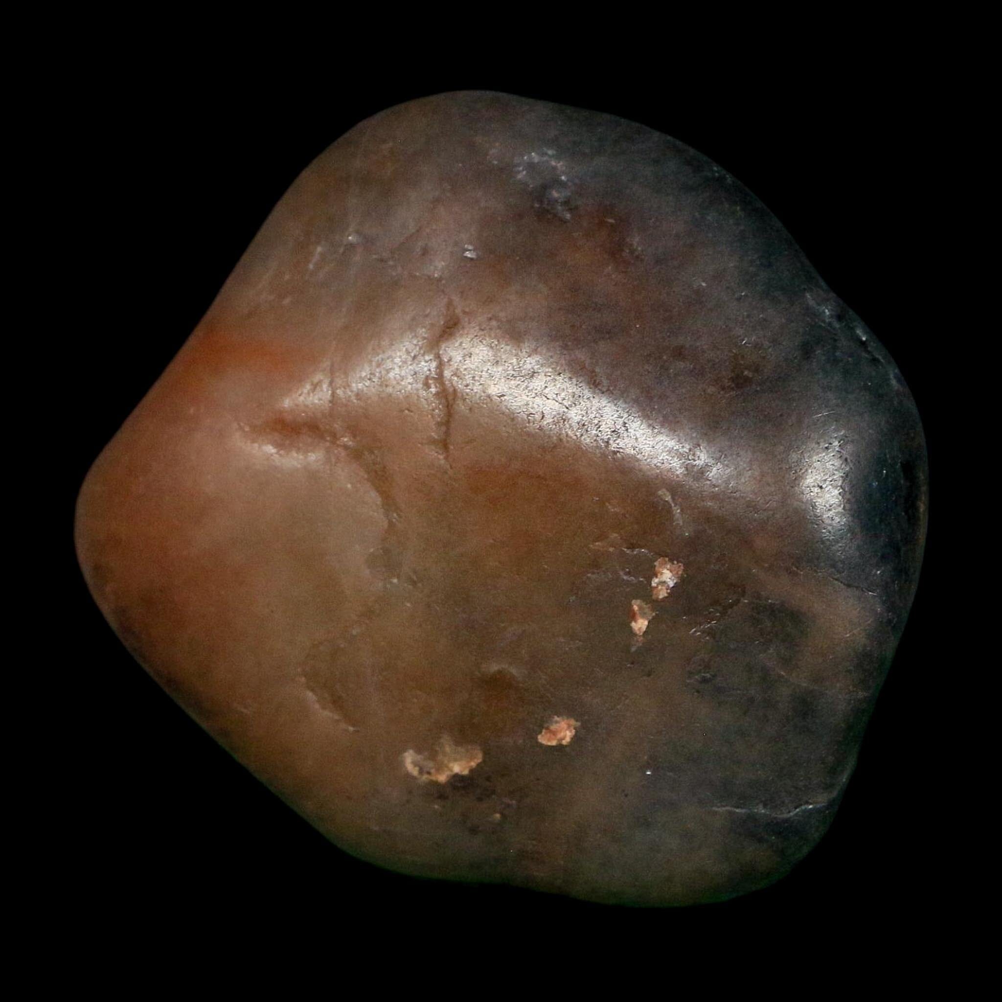 2.1" Sauropod Dinosaur Stomach Stone Gastrolith Rock Gizzard Stone COA - Fossil Age Minerals