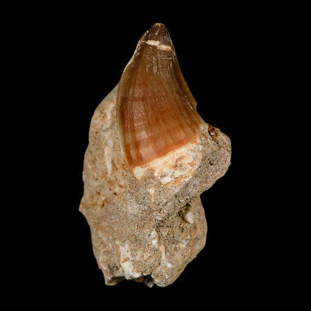 1.7" Mosasaur Prognathodon Fossil Tooth In Matrix Cretaceous Dinosaur Era COA