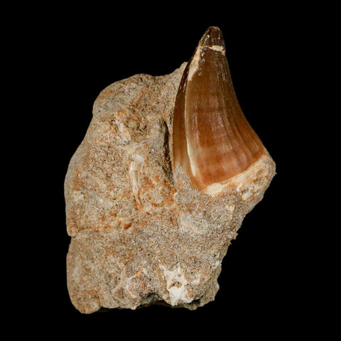 1.7" Mosasaur Prognathodon Fossil Tooth In Matrix Cretaceous Dinosaur Era COA - Fossil Age Minerals