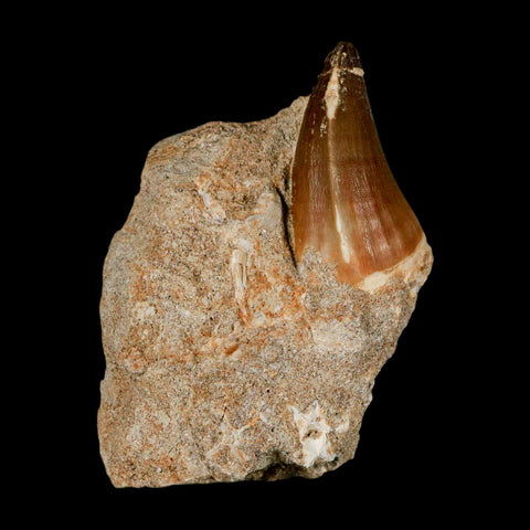 1.7" Mosasaur Prognathodon Fossil Tooth In Matrix Cretaceous Dinosaur Era COA - Fossil Age Minerals