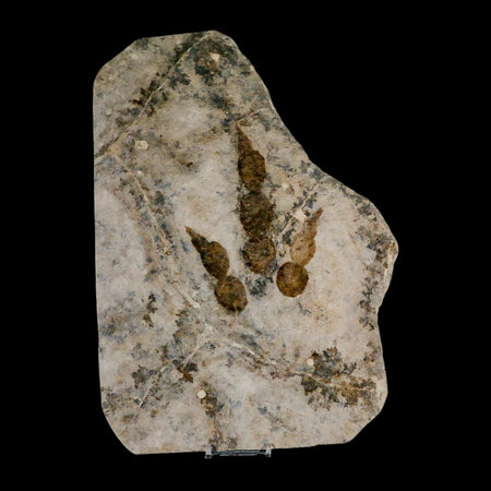 5.2" Grallator Variabilis Dinosaurs Track Foot Print Jurassic Age France COA, Stand