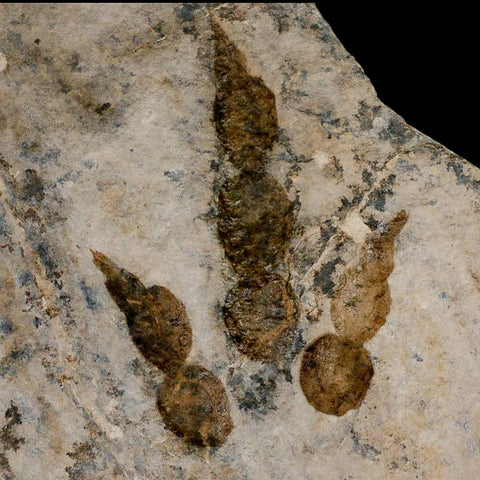 5.2" Grallator Variabilis Dinosaurs Track Foot Print Jurassic Age France COA, Stand - Fossil Age Minerals