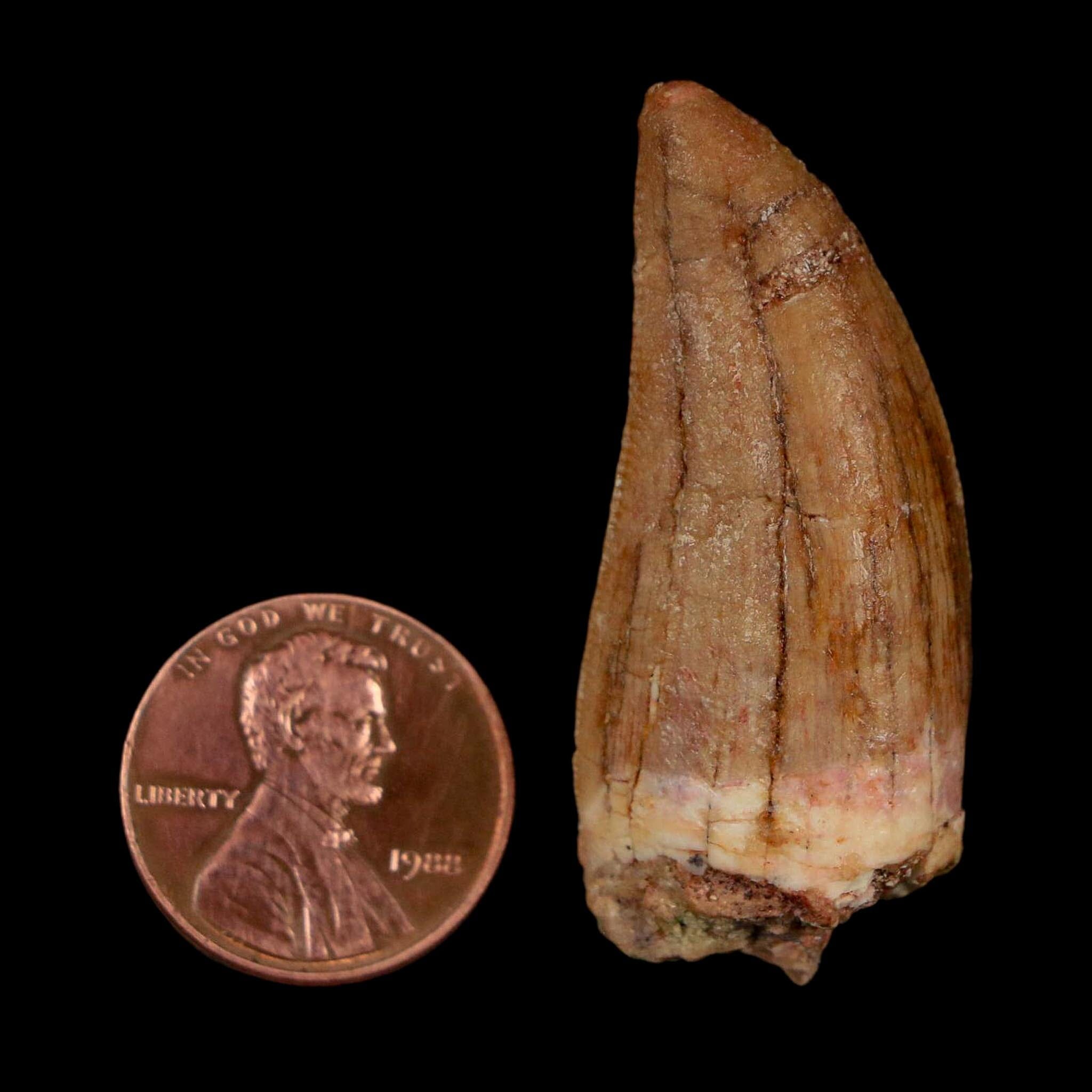 1.7" Carcharodontosaurus Fossil Tooth Cretaceous Dinosaur Morocco COA Stand - Fossil Age Minerals