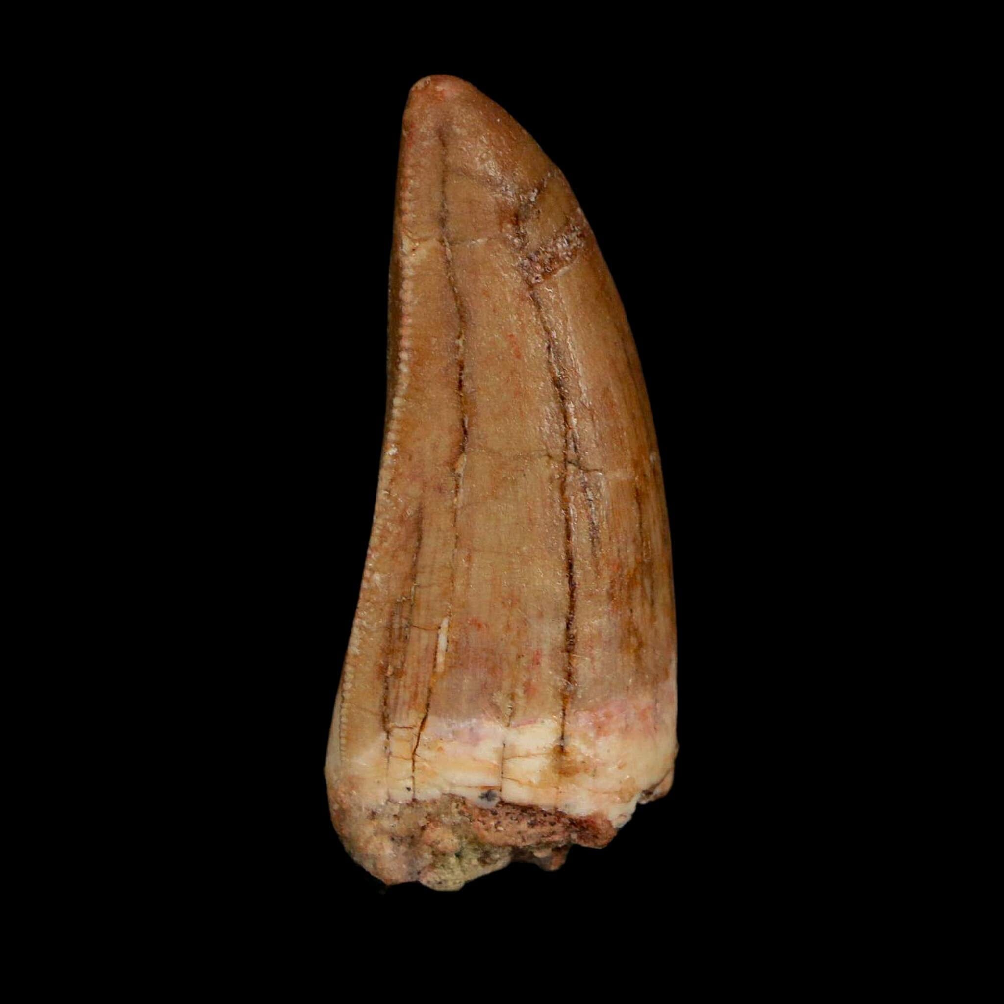 1.7" Carcharodontosaurus Fossil Tooth Cretaceous Dinosaur Morocco COA Stand - Fossil Age Minerals
